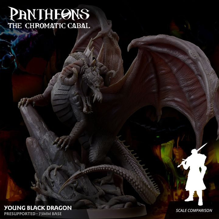 Young Black Dragon