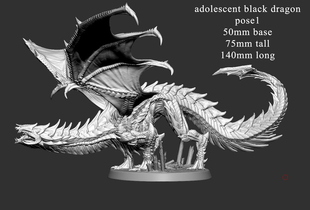 Adolescent Black Dragon