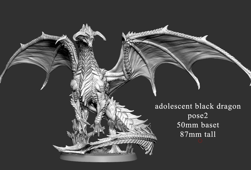 Adolescent Black Dragon