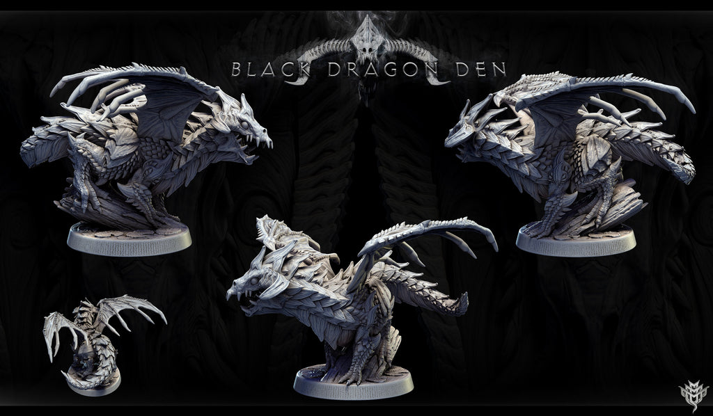 Young Black Dragon