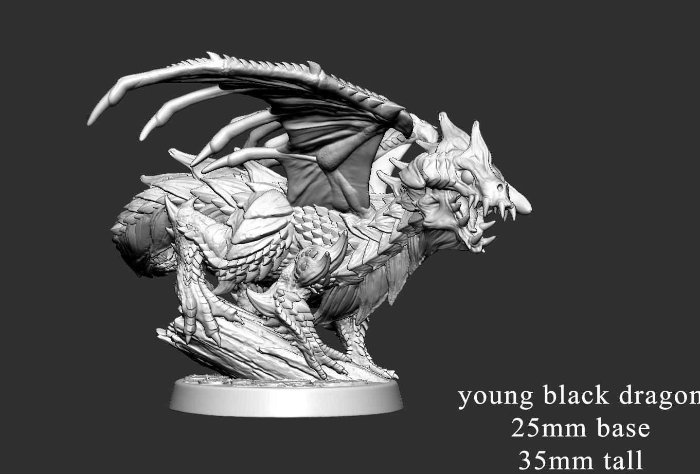 Young Black Dragon